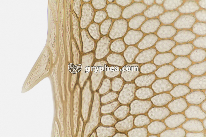 Feuille de Mousse à plat (Mnium) x100 - gryphea.com